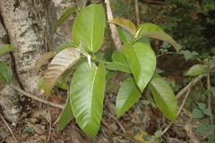 Ficus dalhousiae